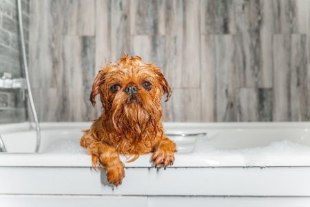griffon bruxellois hond