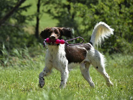 heidewachtel hond