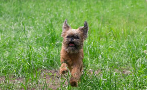 hond brusselse griffon