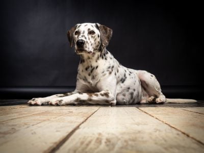hond dalmatier hond dalmatier