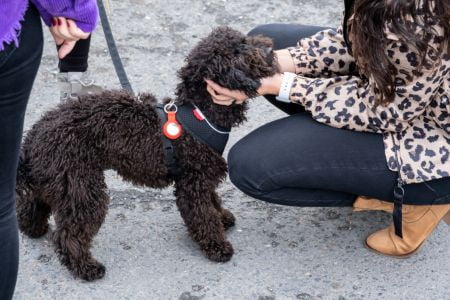 hond dwergpoedel hond dwergpoedel