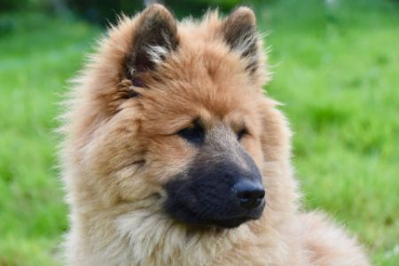 hond eurasiër hond eurasiër