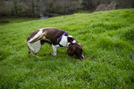 hond field spaniel