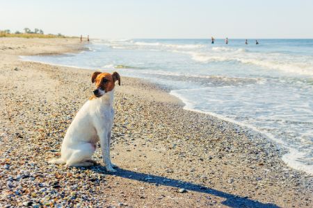 hond fox terrier