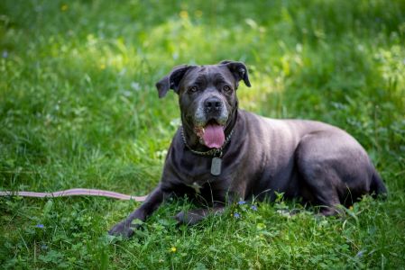 honden cane corso honden cane corso