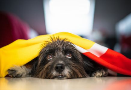 hondenrassen schattig hondenrassen schattig