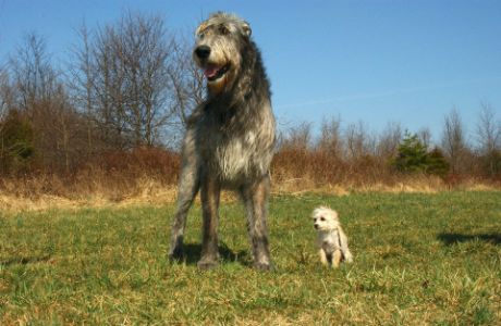 ierse hond ierse hond