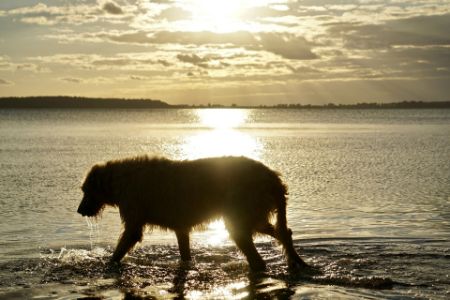 ierse wolfshond pup ierse wolfshond pup