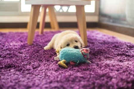 kauwbot puppy kauwbot puppy