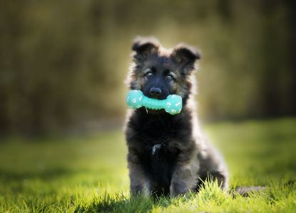 kauwbotten puppy kauwbotten puppy