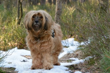 kleine schattige honden kleine schattige honden