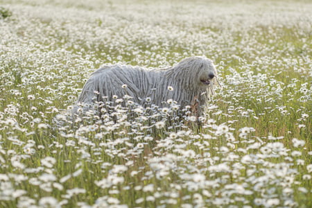 komondor hond