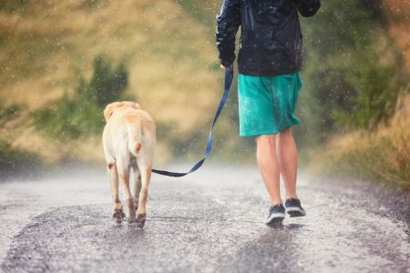 lange lijn hond 10 meter lange lijn hond 10 meter