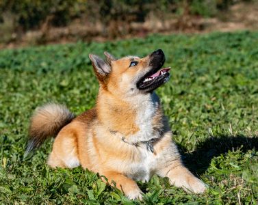 pomsky hond pomsky hond