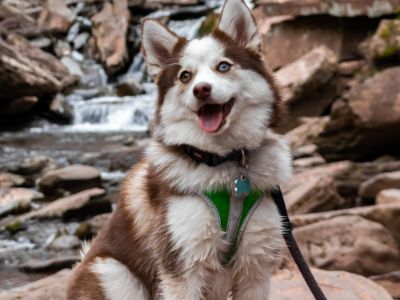 pomsky prijs pomsky prijs