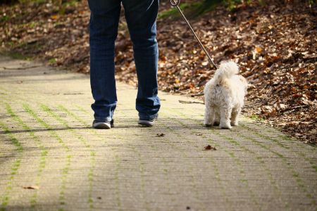 riem hond 10 meter riem hond 10 meter