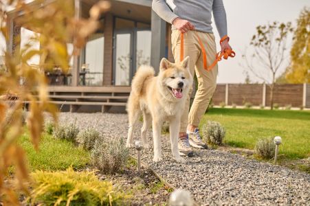 schattig honden ras schattig honden ras