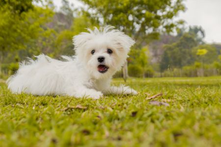 schattige hond schattige hond