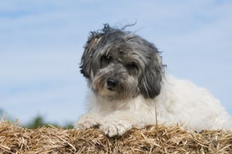 schattige honden rassen schattige honden rassen