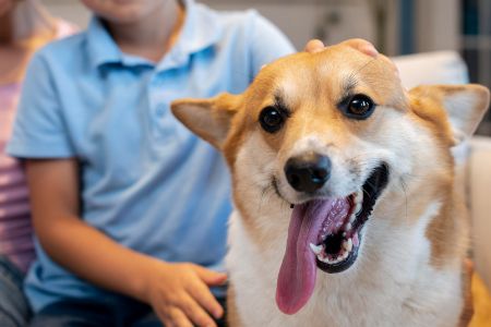 schattige honden schattige honden