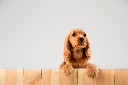 schattige hondjes schattige hondjes