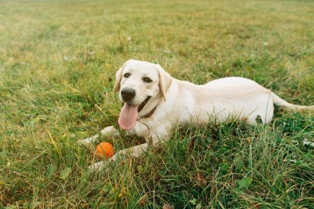 schattige kleine honden schattige kleine honden