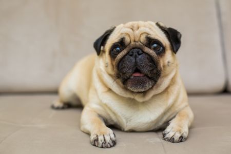 schattigste hond schattigste hond