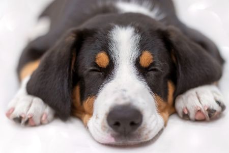 sennenhond entlebucher