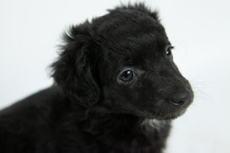 zwarte flatcoated retriever zwarte flatcoated retriever