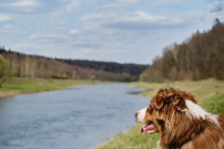 australische herders