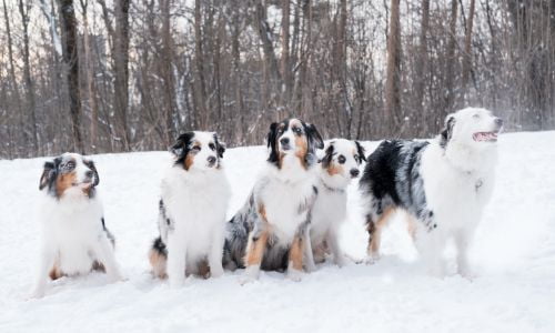 australische shepherd