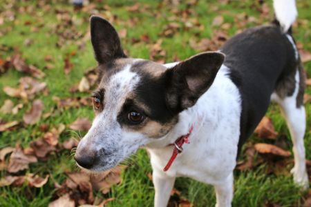 boerenfox hond boerenfox hond