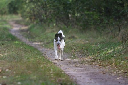 boerenfox boerenfox