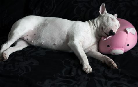 bull terrier hond