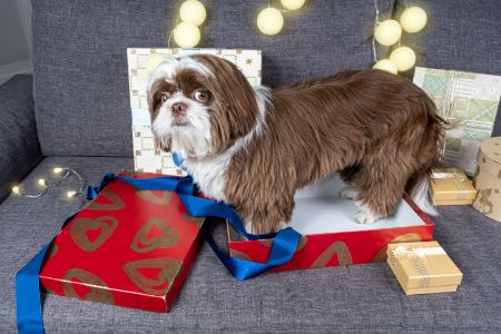 cadeaubox hond cadeaubox hond