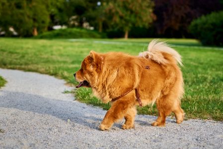 chow chow hond chow chow hond