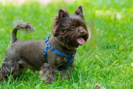 coralpina tuigje hond coralpina tuigje hond