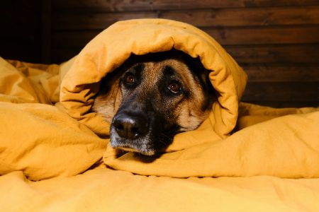 gele mand hond gele mand hond