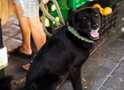 groene halsband hond groene halsband hond