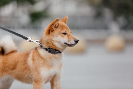 halsband hond oranje