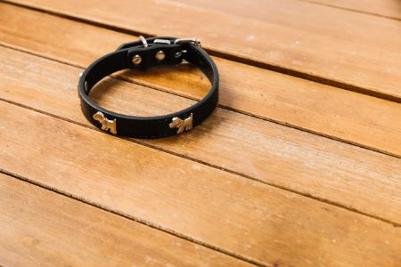 halsband hond zwart halsband hond zwart