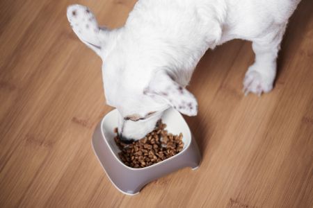 hills puppy voeding hills puppy voeding