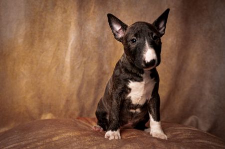 hond bull terrier