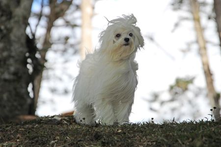 hond maltezer hond maltezer