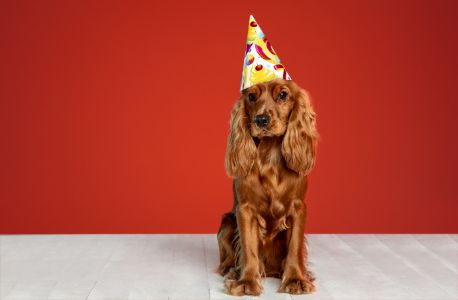 honden cadeaubox honden cadeaubox