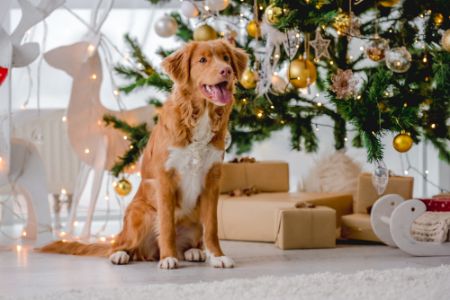 honden cadeaupakket honden cadeaupakket