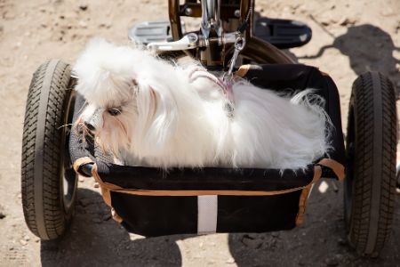 hondenbuggy flamingo hondenbuggy flamingo