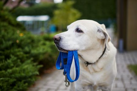 hondenhalsband blauw hondenhalsband blauw