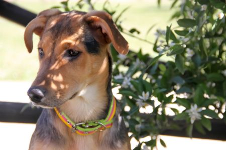 hondenhalsband groen hondenhalsband groen