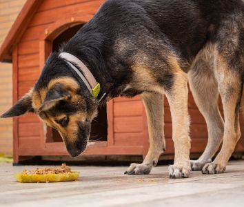 hondenvoer farm food hondenvoer farm food
